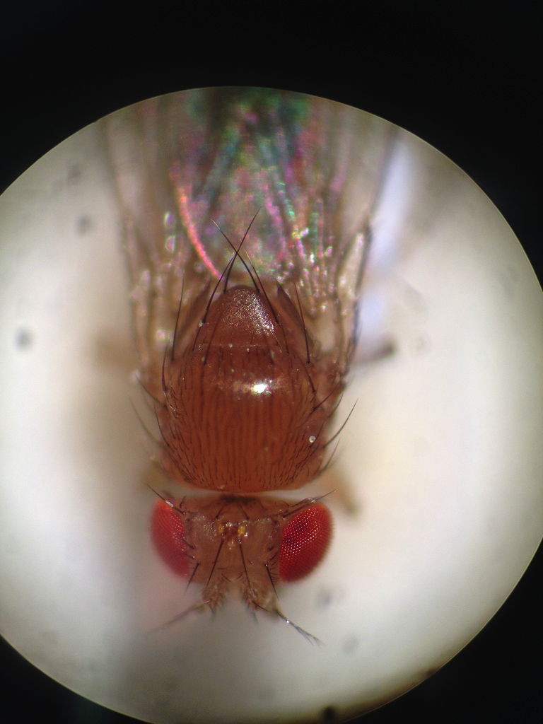 Drosophila Melanogas­ter (Wildtyp)