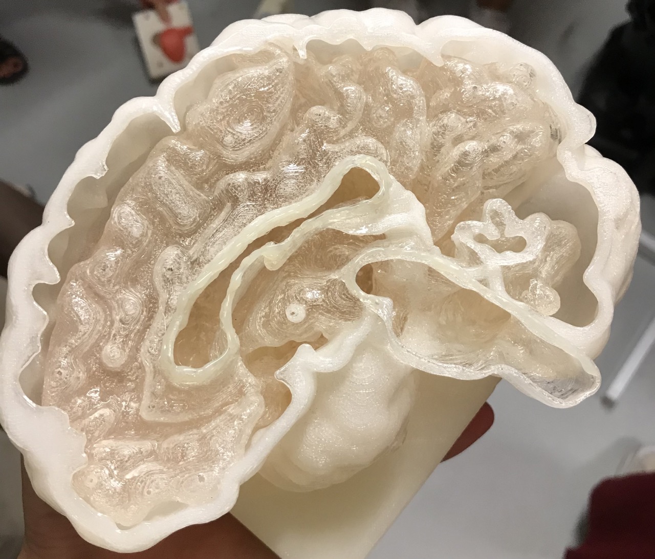 Das Modell eines Gehirns