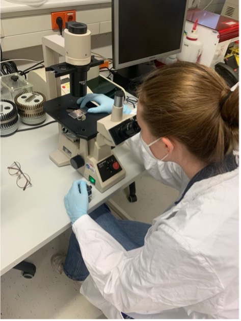 Paulina Claaßen beim Zählen der JurkatT-Zellen unter dem Mikroskop