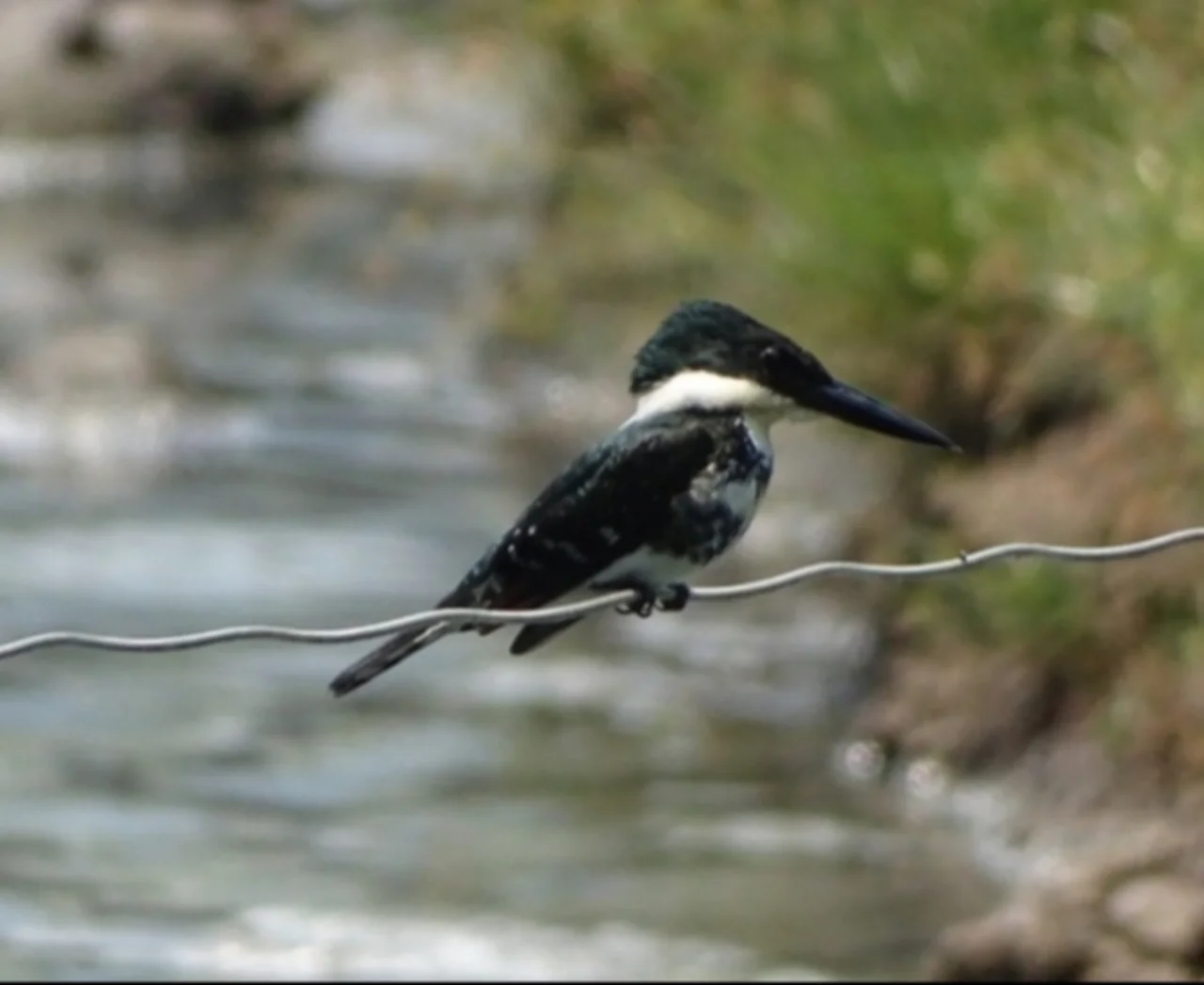 Green Kingfisher