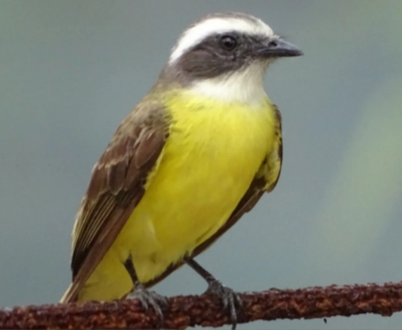 Great Kiskadee