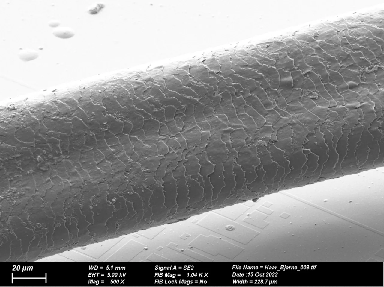 Haar vor dem Bestrahlen mit dem Focused Ion Beam