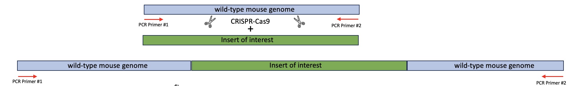 Schematische Darstellung einer PCR Reaktion
